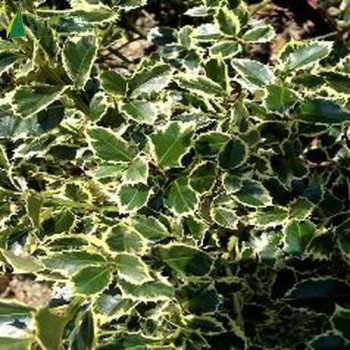 ILEX aquifolium Aureomarginata