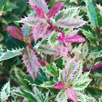 ILEX aquifolium Ingramii