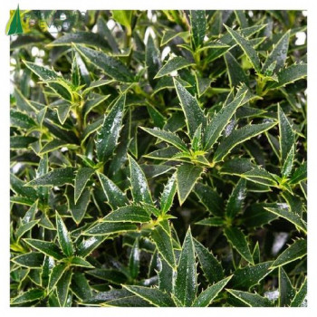 ILEX aquifolium Myrtifolia