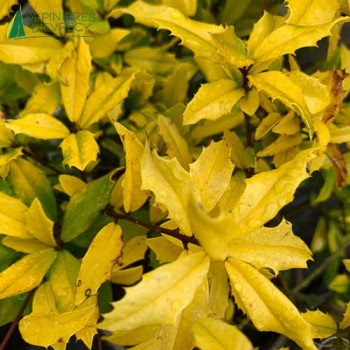 ILEX attenuata Sunny Foster