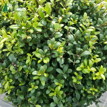 ILEX crenata Dark Green®