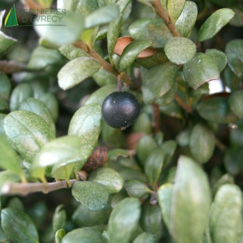 ILEX crenata Bullata