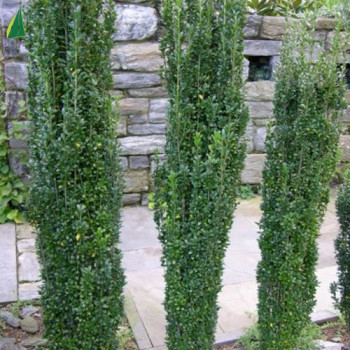 ILEX crenata Fastigiata