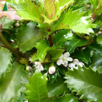 Ilex x meserveae Little rascal