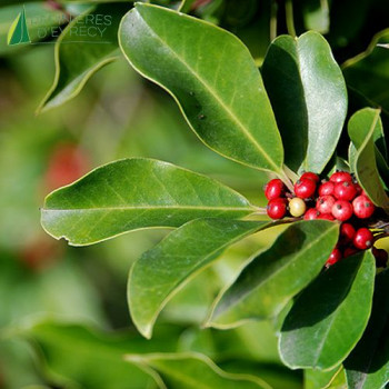 ILEX paraguariensis