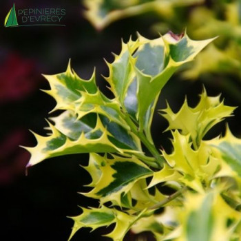 ILEX aquifolium Golden DJ