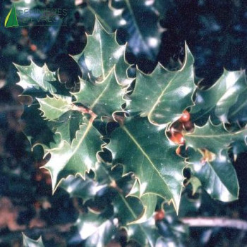 ILEX aquifolium