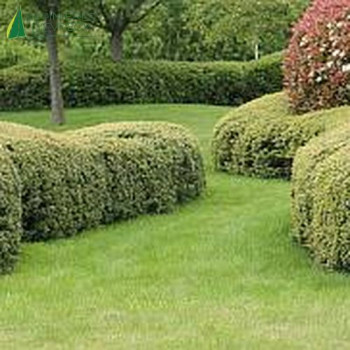 ILEX crenata 80/100 Cont.15/20 L 