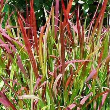 IMPERATA cylindrica Red baron