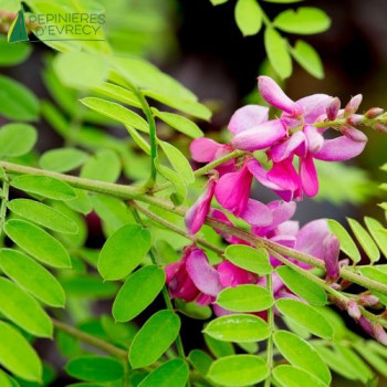 INDIGOFERA heterantha Gerardiana