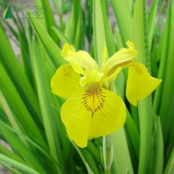 IRIS pseudoacorus  Cont.3/4 L 