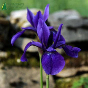 IRIS sibirica  Cont.2/2.5 L 