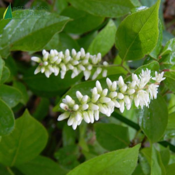 ITEA virginica Henry's Garnet