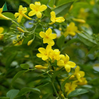 JASMINUM humilis Revolutum