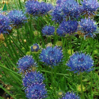 JASIONE laevis J perennis