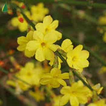 JASMINUM nudiflorum