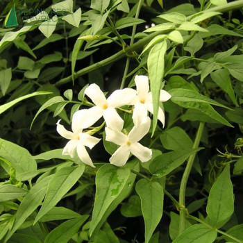 JASMINUM officinale