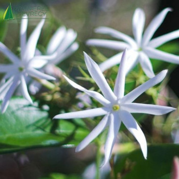 JASMINUM nitidum Angel Wing