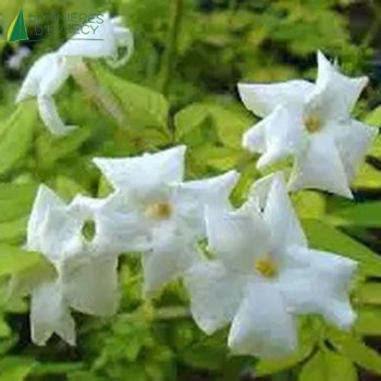 JASMINUM officinale Fiona sunrise