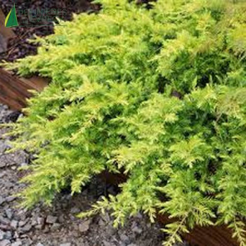 JUNIPERUS conferta All Gold