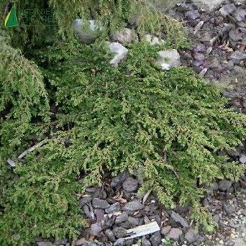 JUNIPERUS communis Green carpet