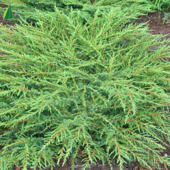 JUNIPERUS communis Green Mantle