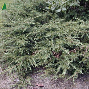 JUNIPERUS communis Repanda 30/40 Cont.3/4 L 