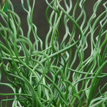 JUNCUS effusus Spiralis  Cont.3/4 L 