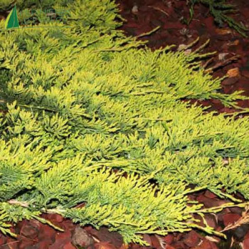 JUNIPERUS horizontalis Golden Carpet