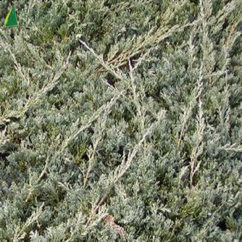 JUNIPERUS horizontalis Wiltonii 50/60 Cont.5/7.5 L 