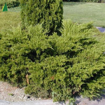 JUNIPERUS sabina Tamariscifolia