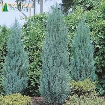 JUNIPERUS scopulorum Blue arrow 80/100 Cont.5/7.5 L 