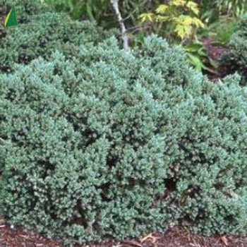JUNIPERUS squamata Blue star