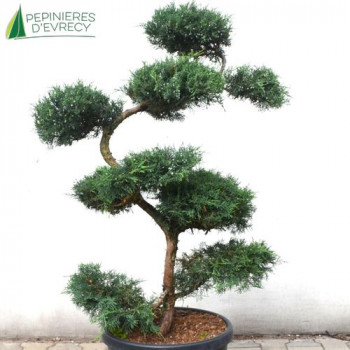 JUNIPERUS virginiana Grey Owl Bonsai