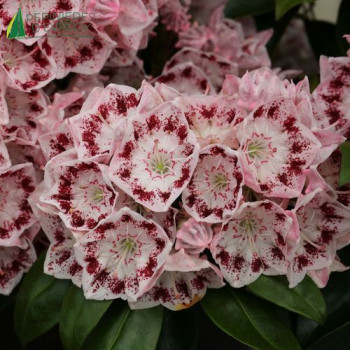 KALMIA latifolia Ginkona