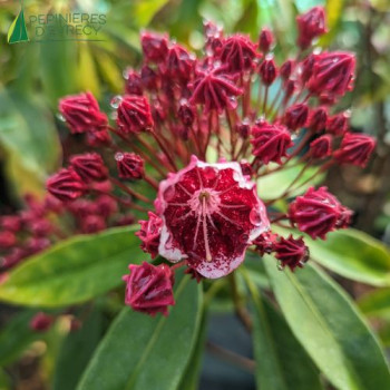 KALMIA latifolia Kaleidoscope