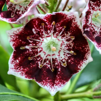 KALMIA latifolia Black label
