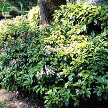 KALMIA latifolia 30/40 Cont.3/4 L 
