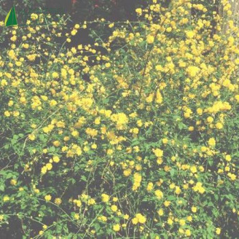 KERRIA japonica Pleniflora
