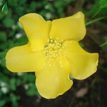 KERRIA japonica Golden guinea 40/60 Cont.3/4 L 