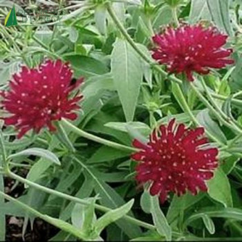 KNAUTIA macedonica