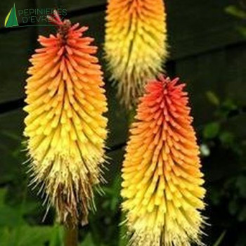 KNIPHOFIA uvaria