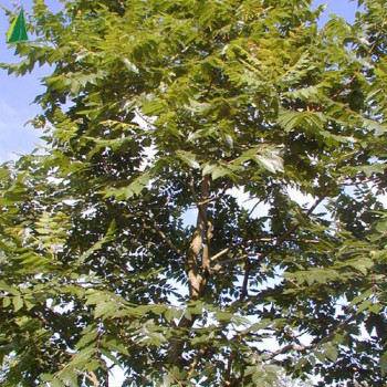 KOELREUTERIA paniculata