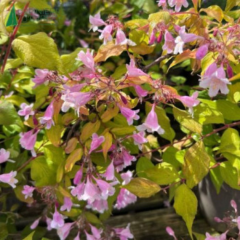 KOLKWITZIA amabilis Maradco
