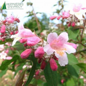 KOLKWITZIA amabilis Pink cloud 40/60 Cont.3/4 L 