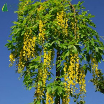 LABURNUM alpinum pendulum