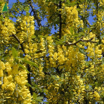 LABURNUM anagyroides 100/125 Cont.5/7.5 L 