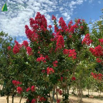 LAGERSTROEMIA indica Caroline Beauty