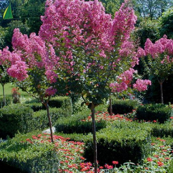 LAGERSTROEMIA indica Tige 10/12 Conteneur 