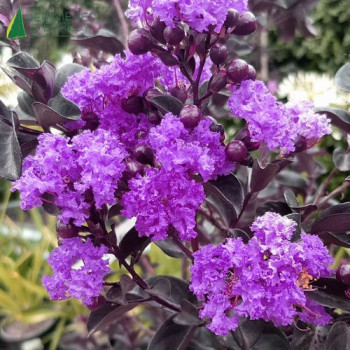 LAGERSTROEMIA indica Purely Purple